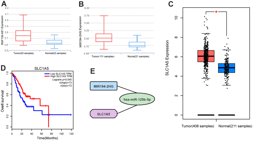 Differential expression analysis of (A) RNF139-AS1, (B) MIR194-2HG and (C) SLC1A5 in normal samples and GC samples by GTEx database, Ensembl database and Refgene database. Survival analysis by the GEPIA2 database shows (D) SLC1A5 is associated with overall survival. (E) Competing endogenous RNAs networks. Quadrilateral (lncRNA: MIR194-2HG), circular (miRNA: hsa-miR-125b-5p), octagonal (mRNA: SLC1A5).