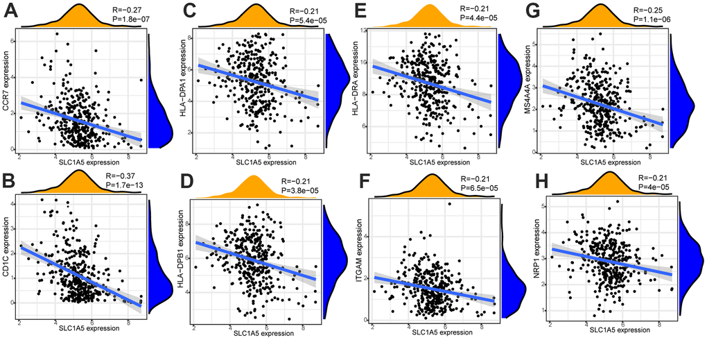 The correlation analysis between the expression level of SLC1A5 and the expression level of immune cell marker genes. The expression level of immune cell marker genes (CCR7 (A), CD1C (B), HLA-DPA1 (C), HLA-DPB1 (D), HLA-DRA (E), ITGAM (F), MS4A4A (G), NRP1(H)) were associated with the expression level of SLC1A5 (R