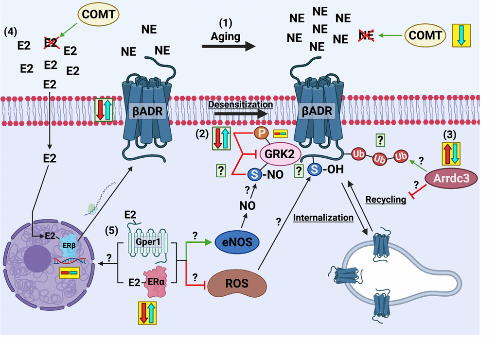 Potential contributing mechanisms of SVF-induced reversal of aging-mediated βADR dysfunction. In aging, there is an overdrive of catecholamine production that facilitates βADR desensitization and internalization mediated by GRK2 (1). Transcription of catecholamine degradation enzyme COMT is significantly reduced by SVF therapy. There is no change in aging or SVF therapy in GRK2 transcription, however, naturally inhibited GRK2 (phosphorylated) is decreased in aging partially restored by SVF (albeit non-significantly) (2). Whether other post-translational modifications such as inhibitory nitric oxide-mediated S-nitrosylation of GRK2 contribute to SVF-mediated recovery of βADR function warrants investigation. The transcription of alpha arrestin 3 (arrdc3) was significantly enhanced in aging and reversed by SVF (3). Whether this contributes to coronary microvascular βADR dysfunction in aging, as it does in other vascular settings through βADR ubiquitination and delayed recycling, remains unknown. In other vascular settings, estrogen enhances βADR vasodilatory function and transcription via estrogen receptor-β, although there were no transcriptional differences between groups in our study (4). Transcription of estrogen receptor-α and Gper1 were significantly enhanced with SVF therapy, which may influence βADR transcription or enhance nitric oxide or attenuate ROS production as they are known to do in other vascular settings, which could influence βADR dilatory function (5). Yellow boxes represent gene expression whereas green boxes represent protein expression with red arrow indicating aging and blue arrow indicating SVF therapy. Question marks represent future directions to elucidate SVF-mediated recovery of βADR function based on RNA sequencing data. Image created with BioRender.com.
