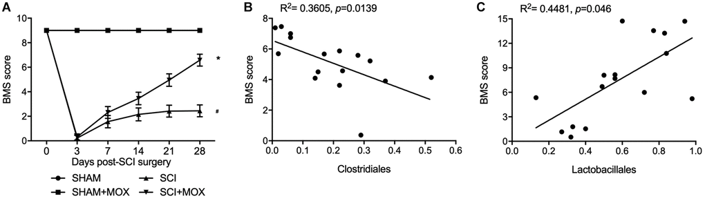 MOX treatment improved locomotor recovery in SCI mice. (A) BMS score during 0–28 days post-SCI surgery in the SHAM group, SHAM+MOX group, SCI group and SCI+MOX group (*P value #P value B) Correlation analysis of BMS score and Clostridiales level in the SCI group and SCI+MOX group; (C) Correlation analysis of BMS score and Lactobacillales level in the SCI group and SCI+MOX group.