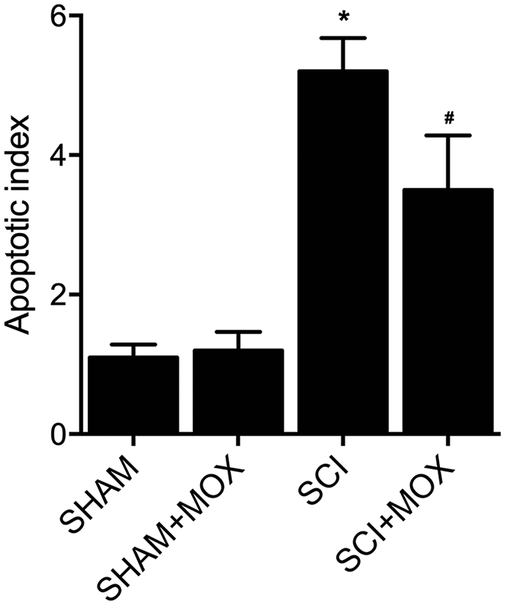 TUNEL assay validated that MOX treatment suppressed cell apoptosis in SCI mice (*P value #P value 