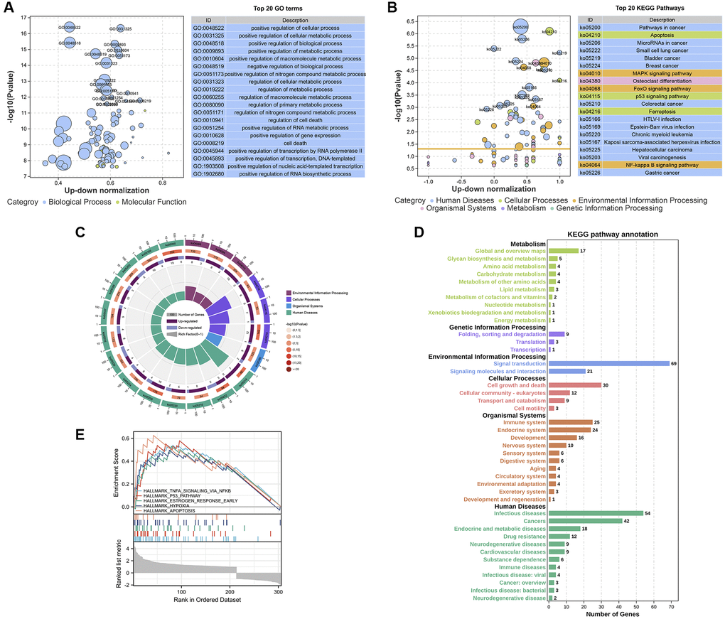 Enrichment analysis of the DEGs in SWT-treated MCF-7 cells. (A and B) Bubble plot showing the top 20 GO and KEGG enrichment analysis results. The larger the ordinate value in the bubble chart, the more significant the corresponding GO or KEGG result is. The abscissa represents the normalized upregulation and downregulation value (the ratio of the difference between the number of upregulated genes and the number of downregulated genes to the total number of differential genes). The higher the value is, the higher the number of upregulated genes enriched in the GO/KEGG pathway results; conversely, the lower the value is, the higher the number of downregulated genes enriched in the GO/KEGG pathway results. (C) Secondary classification of the top 20 KEGG pathways. (D) Secondary classification of all KEGG pathways. (E) GSEA of the DEGs.