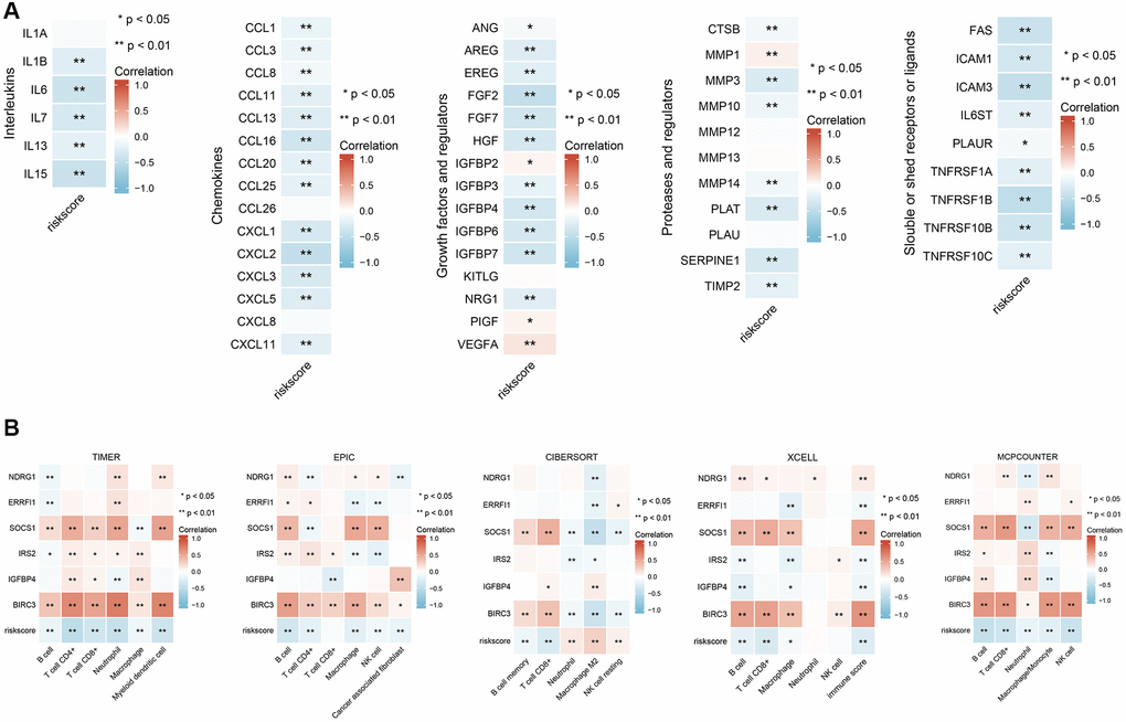 Correlation analysis of six ASI-related DEG expression with SASP-related factor expression and immune cell infiltration in BRCA patients. (A) Correlation analysis between the expression of different types of SASP-related factors and risk score. (B) Correlation analysis between risk scores and infiltration levels of different immune cells estimated by TIMER, EPIC, XCELL, CIBERSORT, and MCPCOUNTER. *, and ** represent P P 