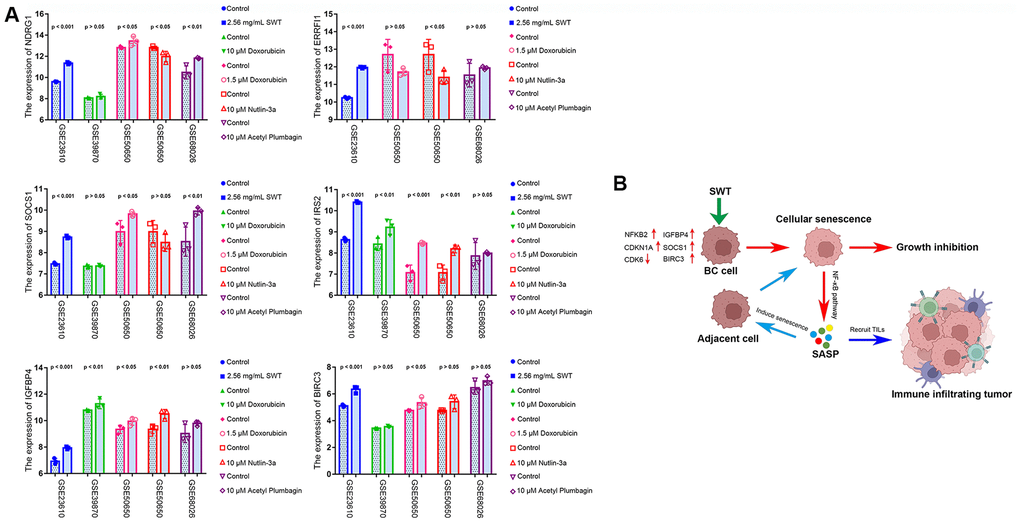 GEO dataset validation and proposed mechanisms underlying SWT-mediated induction of senescence in breast cancer cells. (A) Validation of the expression patterns of 6 ASI-related DEGs in MCF-7 cells treated with different drugs via analysis of different GEO datasets. (B) Graphical abstract showing the mechanisms underlying SWT-mediated induction of cellular senescence in BC.