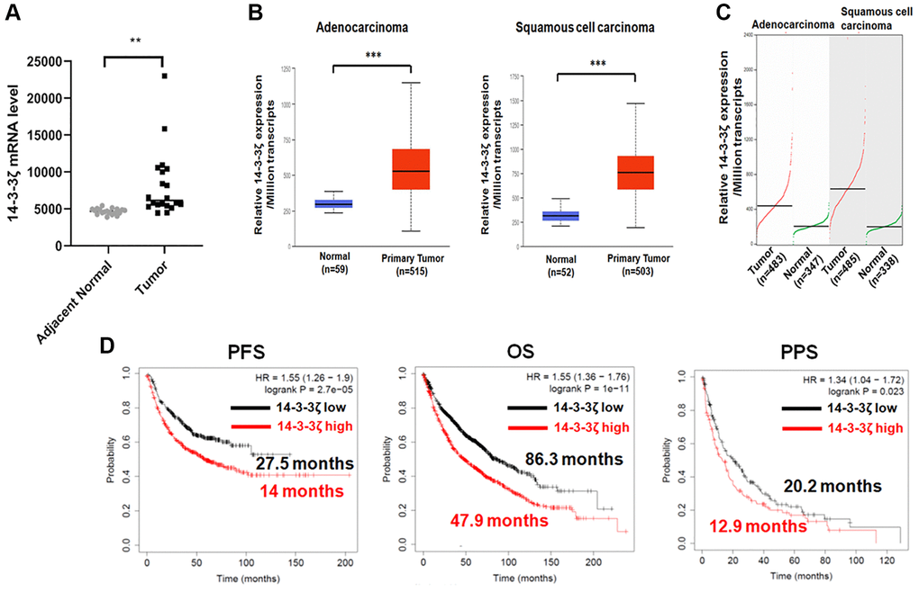 Bioinformatic analysis of 14-3-3ζ mRNA expression in NSCLC. (A) Expression of 14-3-3ζ mRNA in tumor tissues and adjacent non-tumor tissues (**P B and C) Expression of 14-3-3ζ transcripts in lung adenocarcinoma or squamous cell carcinoma and in corresponding normal lung tissue from UALCAN (B) and GEPIA (C) database. Relative expression of 14-3-3ζ was presented as the amount of 14-3-3ζ mRNA among one million transcripts (***P D) Log-rank survival analysis of NSCLC patients with different status of 14-3-3ζ. The red line indicates NSCLC patients with high expression of 14-3-3ζ, and the black line indicates those with low expression. Patients’ progression free survival (PFS), overall survival (OS), and post-progression survival (PPS) data in each cohort were presented along with the survival curve.