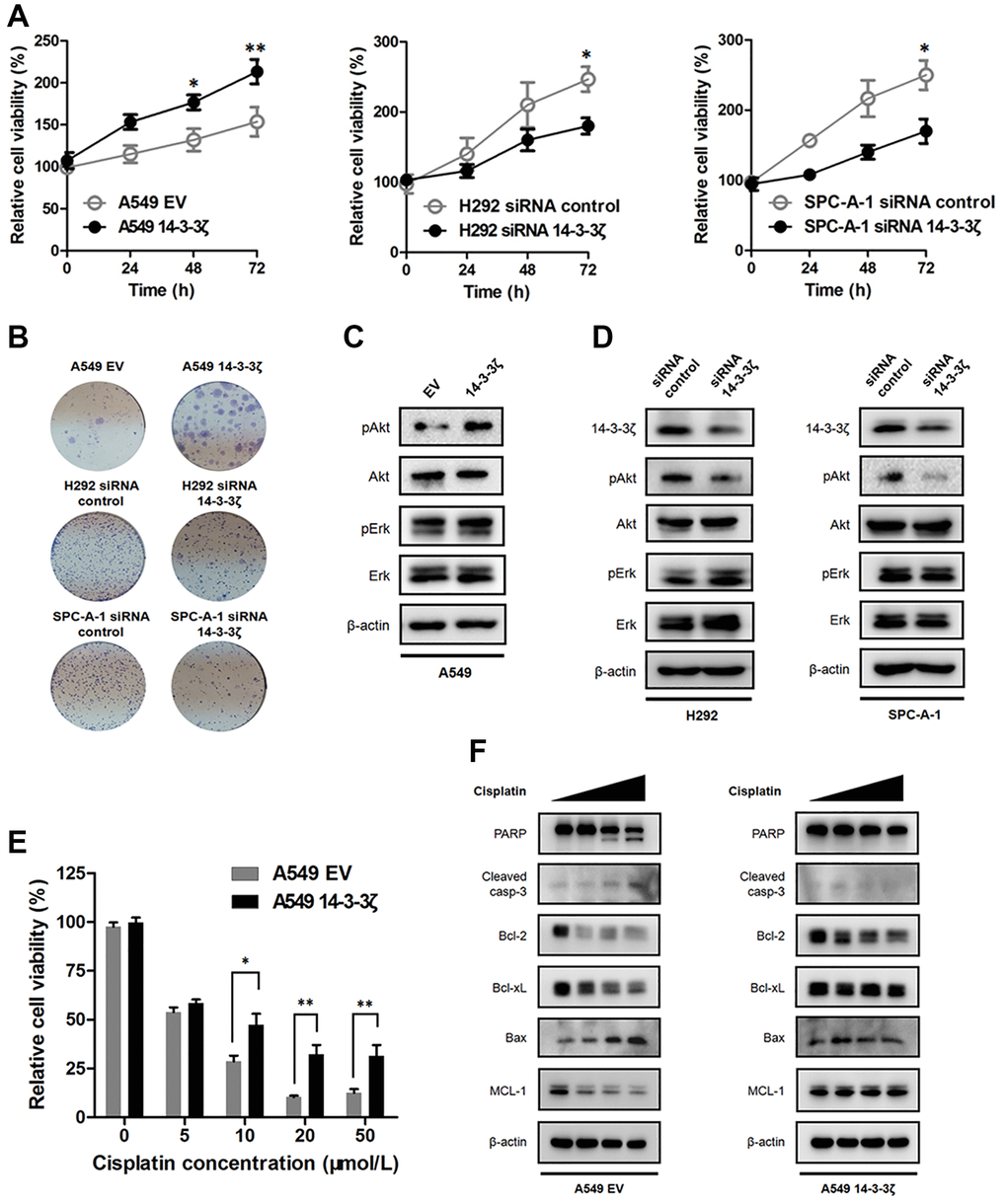 Effect of 14-3-3ζ on NSCLC proliferation and sensitivity to chemotherapy. (A) NSCLC cells with different status of 14-3-3ζ were seeded in 96-well plate to evaluate their proliferative activity at indicated time points by the MTT assay. *P **P B) Representative images of cell colony assays after regulating the expression of 14-3-3ζ in A549, H292 and SPC-A-1 cells, respectively. (C and D) Western blot analysis of the phosphorylation status of Akt and Erk in NSCLC cells with different status of 14-3-3ζ. β-actin was used as equal loading control. (E) Cells were treated with increasing concentrations of cis-platin for 24 h. After indicated treatment, cell viability was measured by MTT assay. *P **P F) Western blot analysis of apoptosis-related proteins after cis-platin treatment in A549 EV and A549 14-3-3ζ cells. β-actin was used as equal loading control.