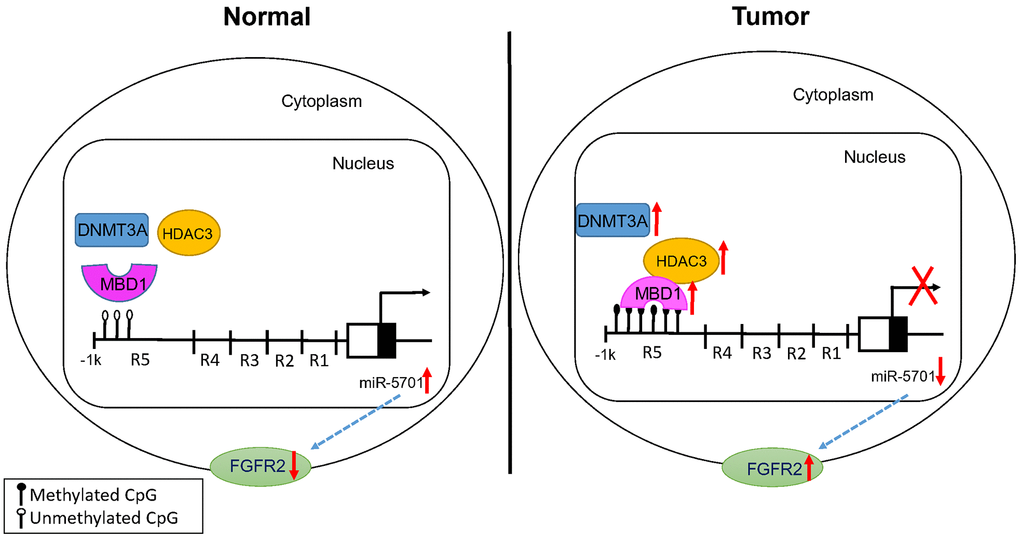 Proposed model for the effects of MBD1/HDAC3-miR-5701-FGFR2 axis in GC.