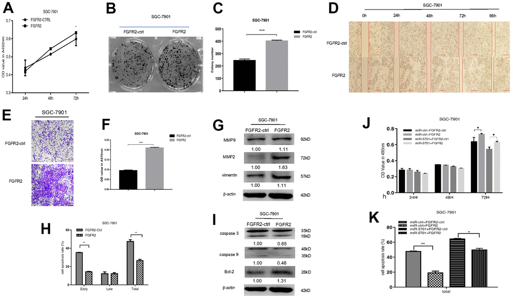 FGFR2 functions in SGC-7901 cells. SGC-7901 cells were transfected with FGFR2 overexpressed plasmid and (A) Cell viability was measured by MTT assay at the points of 24h, 48h and 72h; (B, C) Cell proliferation was measured by colony formation assay; (D–G) Cell migration was measured by transwell assay and scratch assay, and migration associated proteins were measured by western blot. (H, I) Cell apoptosis rates were measured by flow cytometry and apoptosis associated proteins were measured by Western blot. SGC-7901 cells were transfected with FGFR2 overexpressed plasmid or its control, at the same time were infected with miR-5701 or its control, and (J) Cell viability were measured by MTT assay at the points of 24h, 48h and 72h; (K) Cell apoptosis rates were measured by flow cytometry at 48h.