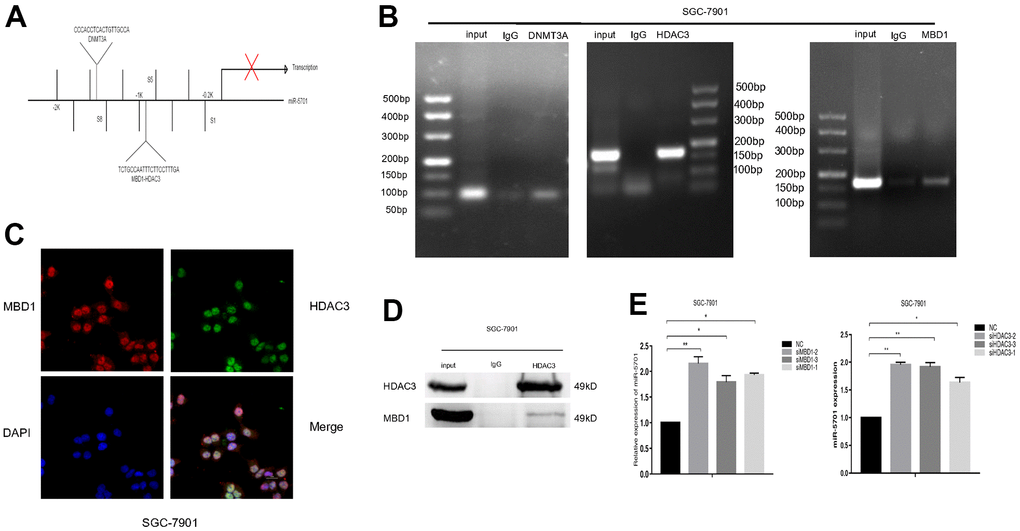 MBD1 and HDAC3 directly bound to the promoter region and inhibited the expression of miR-5701. (A) The binding sites of MBD1, HDAC3 and DNMT3A in the promoter of miR-5701. (B) ChIP-PCR showed that DNMA3A, HDAC3 and MBD1 directly bound to the promoter of miR-5701. (C) Immunofluorescence staining showed that MBD1 and HDAC3 co-localized in nuclei of SGC-7901 cells. (D) IP assay showed that MBD1 directly bound to HDAC3 at the protein level. (E) SGC-7901 cells were treated with siMBD1 or siHDAC3 and the expression of miR-5701 was measured by qRT-PCR. Data are represented as the mean±SD and experiments were performed in triplicate; *p
