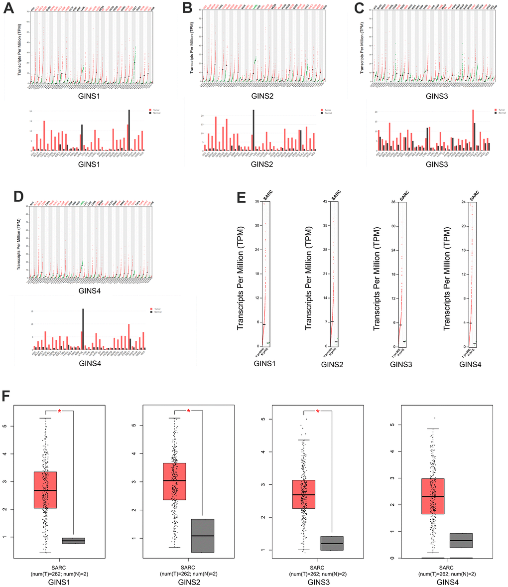 The expression of GINS mRNA levels in sarcoma and normal tissues. (A) The expression of GINS1 in tumor tissues. (B) The expression of GINS2 in tumor tissues. (C) The expression of GINS3 in tumor tissues. (D) The expression of GINS4 in tumor tissues. (E, F) The expression of GINS family genes in sarcoma tissue.