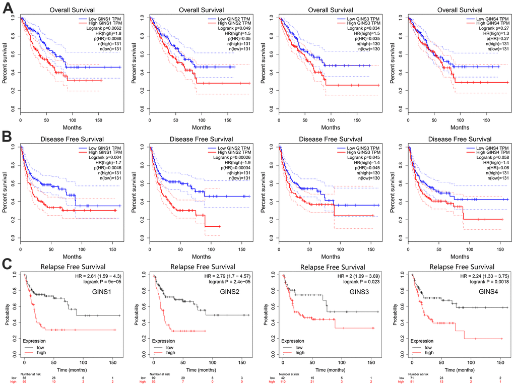 The prognostic significance of each member of the GINS gene family in human sarcoma. (A) Overall survival, (B) Disease-free survival, (C) Relapse-free survival.