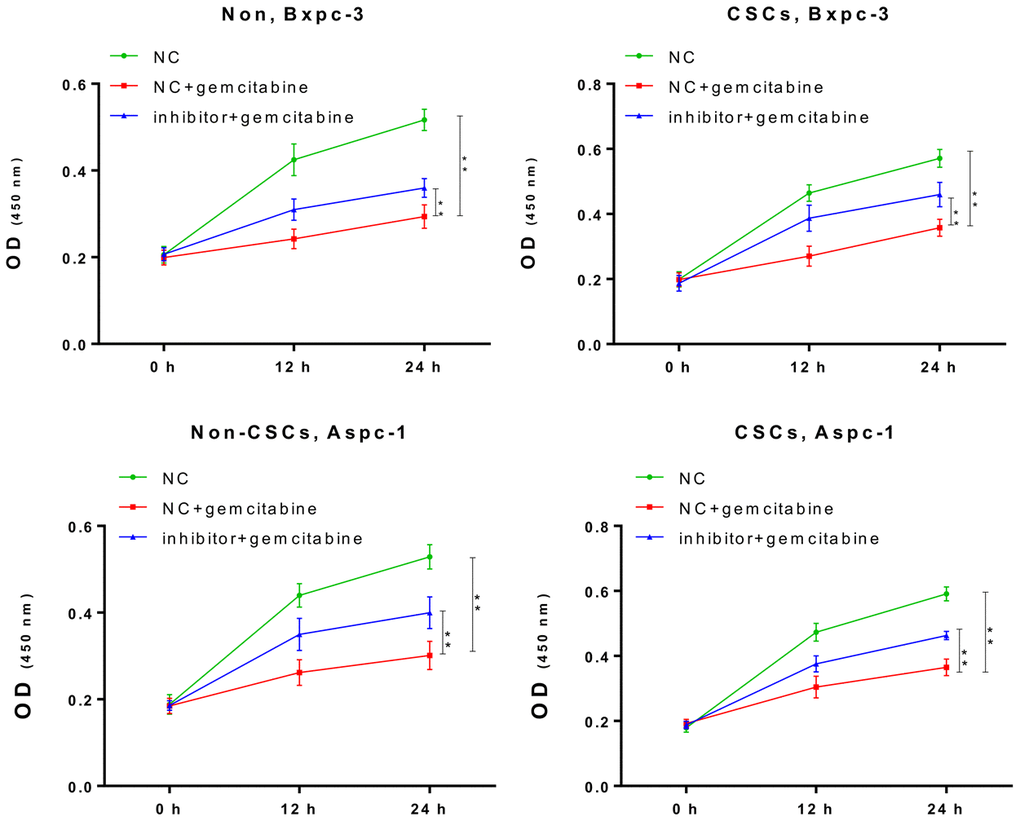 The miR-497 inhibitor significantly reduced the cytotoxicity of gemcitabine. The CSCs or non-CSCs of AsPC-1 and BxPC-3 cells transfected with the NC or miR-497 inhibitor were treated with gemcitabine for 0, 12, or 24 h, after which cell viability was determined by CCK-8 assay NC, negative control; CSCs, cancer stem cells; *p 