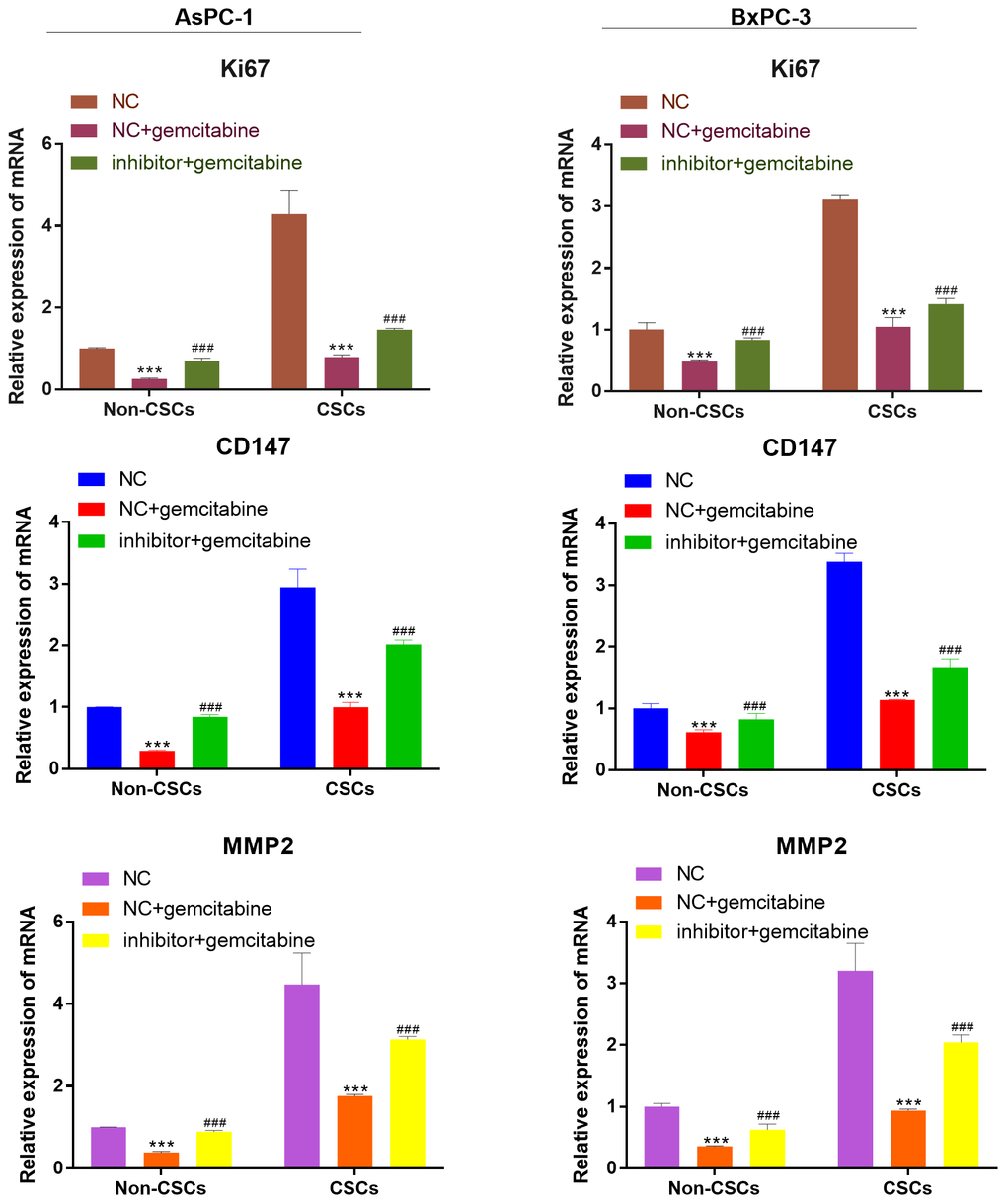 miR-497 inhibitor increased the expression of the viability, migration, and invasion biomarker genes. qRT-PCR assay analysis of Ki67, CD147, MMP-2 expression level in CSCs and non-CSCs isolated from populations of AsPC-1 and BxPC-3 cells. ***P