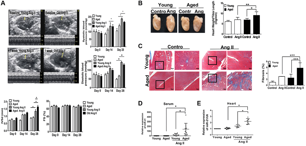 Angiotensin II (Ang II)-induced cardiac hypertrophy and fibrosis, especially in aged mice. (A) Echocardiography measurements are shown in young and aged mice with or without Ang II. Systolic and diastolic blood pressures recorded. Echocardiographic measurements of intraventricular septal thickness at diastole (IVSd) and ejection fraction and fractional shortening. (B) Quantitative analysis of heart weight/tibia length. (C) Representative sections and amplified images of the highlighted area of hearts stained with Masson's trichrome for fibrosis detection (blue); scale bars, 30 μm (left panel). Quantification of cardiac fibrosis in the indicated groups of rats (right panel). Expression of (D) circulating and (E) heart tissue expression of miR-21 in mice. Data are expressed using mean ± standard deviation (S.D.). *P **P ***P N = 6–12).