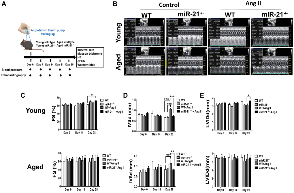 miR-21 knockout (miR-21−/−) protects against angiotensin II (Ang II)-induced cardiac alterations in both young and aged mice. (A) The study design. (B) Sequential echocardiography measurements are shown in wild-type (WT) and miR-21−/− mice with or without exposure to Ang II. Echocardiographic measurements of (C) fractional shortening (FS), (D) interventricular septum (IVSd), and (E) left ventricular internal diameter in diastole (LVIDd) are shown for each group. *P **P ***P N = 6–8).