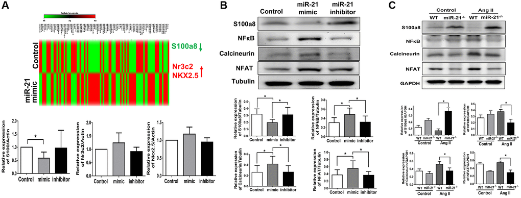 miR-21 decreased s100a8 expression in primarily isolated cardiomyocytes. (A) Heat map of cluster analysis showed dynamic changes of cardiac specific genes after miR-21 mimic treatment compared with the control. The levels of S100a8, Nr3C2 and NKX2.5 were measured by qRT-PCR in primary cardiomyocytes transfected with miR-21 mimic and inhibitor for 24 hours. (B) The protein expressions of S100a8, NFκB, calcineurin, and NFAT were measured by Western blot in primary cardiomyocytes. (C) The relative expression level of each protein was quantified by densitometry. miR-21 knockout (miR-21−/−) increased S100a8 and decreased NFκB, calcineurin, and NFAT expression in heart tissue of mice after angiotensin II (Ang II) treatment. The representative expressions and quantifications of S100a8, NFκB, calcineurin, and NFAT in wild type (WT) or miR-21−/− of mice were detected by Western blot. *P N = 4–6).