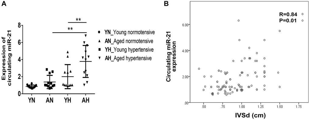 High expression of circulating miR-21 in aged hypertensive subjects. (A) Circulating miR-21 expression in normotensive young, normotensive old, hypertensive young and hypertensive old subjects. (B) The linear correlation between intraventricular septal thickness at diastole (IVSd) and circulating miR-21 expression in hypertensive subjects. **P 
