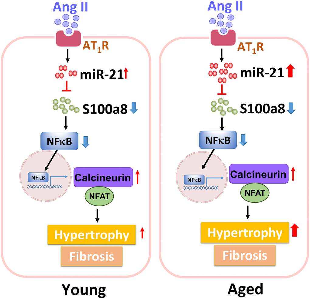 The summary of miR-21 regulation in the cardiac hypertrophy under pressure overload.