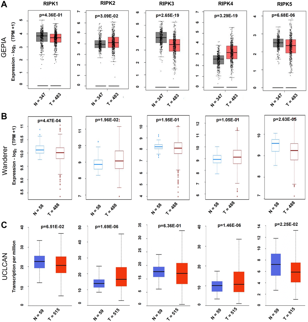 Differential mRNA expression analysis of the RIPK family in LUAD and normal tissues. (A) The expression profiles were collected from the GEPIA databases. (B) The expression profiles were obtained from the Wanderer databases. (C) The expression profiles were analysis via the UALCAN databases.