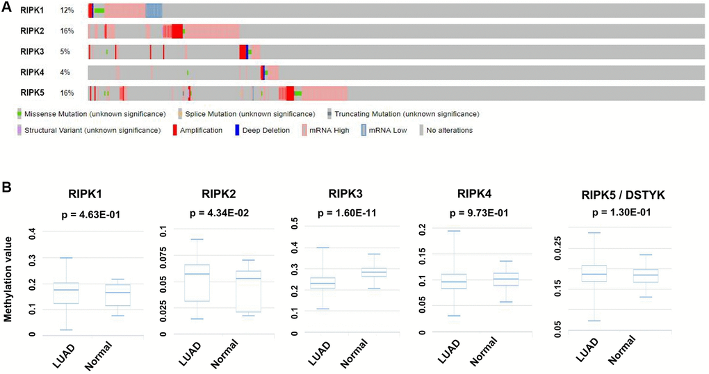 Genetic alteration and methylation level of the RIPK family in LUAD patients. (A) Genetic alteration of the RIPK family in LUAD patients analyzed with cBioPortal. (B) The methylation values of RIPK family members were evaluated using the DiseaseMeth database.