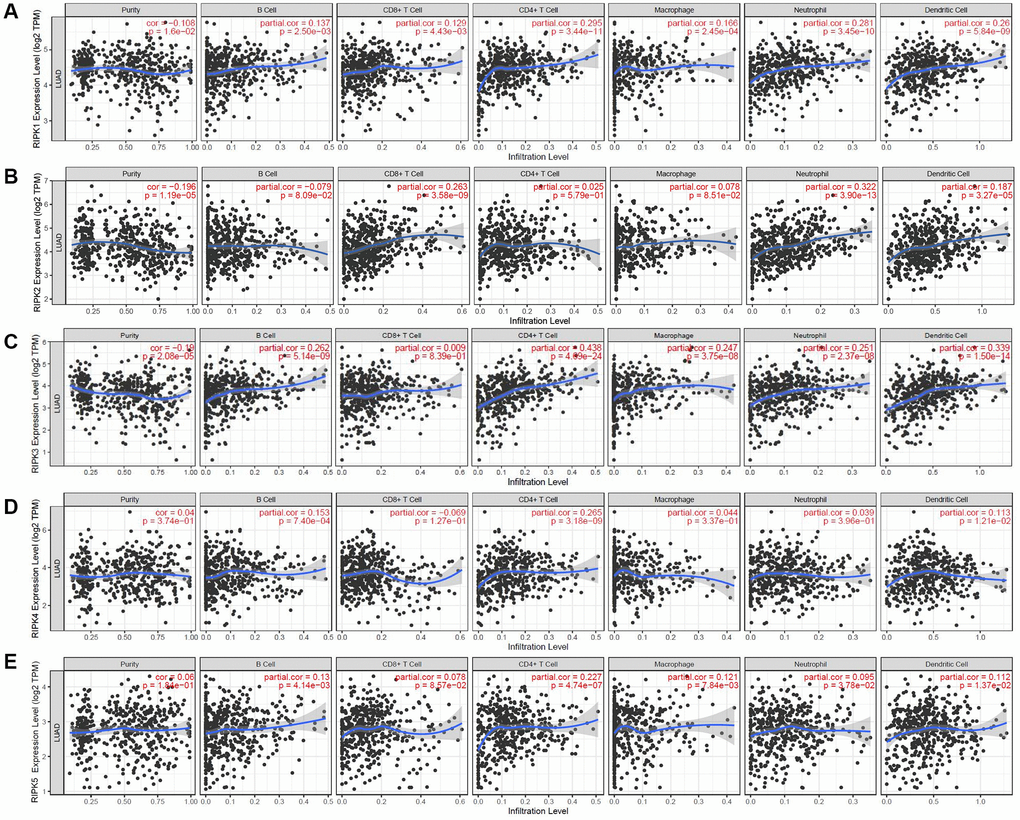 The relationship between immune cell infiltration and the expression of the RIPK family. The TIMER database was used to analyze the effect of (A) RIPK 1, (B) RIPK 2, (C) RIPK 3, (D) RIPK 4, (E) RIPK 5 on the abundance of immune cells in LUAD patients.