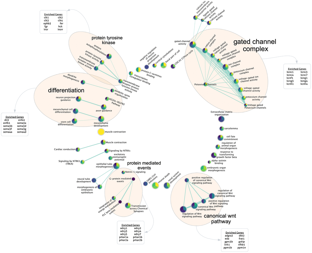 Gene set enrichment analysis for highly contributing CpGs. Each PC’s ranked CpG weights were translated to genes according to annotations, and pathway enrichment analysis was run for each PC. Here, the sparse consensus network of enriched curated GO and REAC terms across the 15 PCs is visualized. Annotated clusters of significant pathway similarities and high weights are labeled (5), along with the genes enriched within that group beyond the rest of the network. Each node is colored according to the enrichment score of that term, from PC1 (yellow) to PC15 (dark purple) according to the viridis color palette, with more color slices demonstrating enrichment across more PCs.