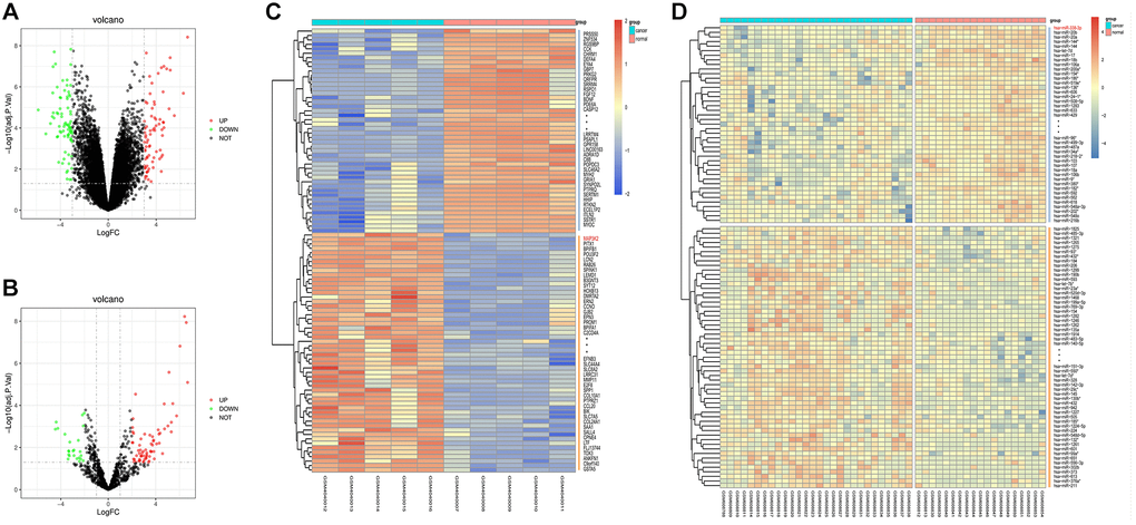 Screening of differentially expressed genes (DEGs). (A, B) Volcano plots of visually grouped DEGs in GSE136043 and GSE24709. (C, D) Cluster analysis heatmaps of GSE136043 and GSE24709.