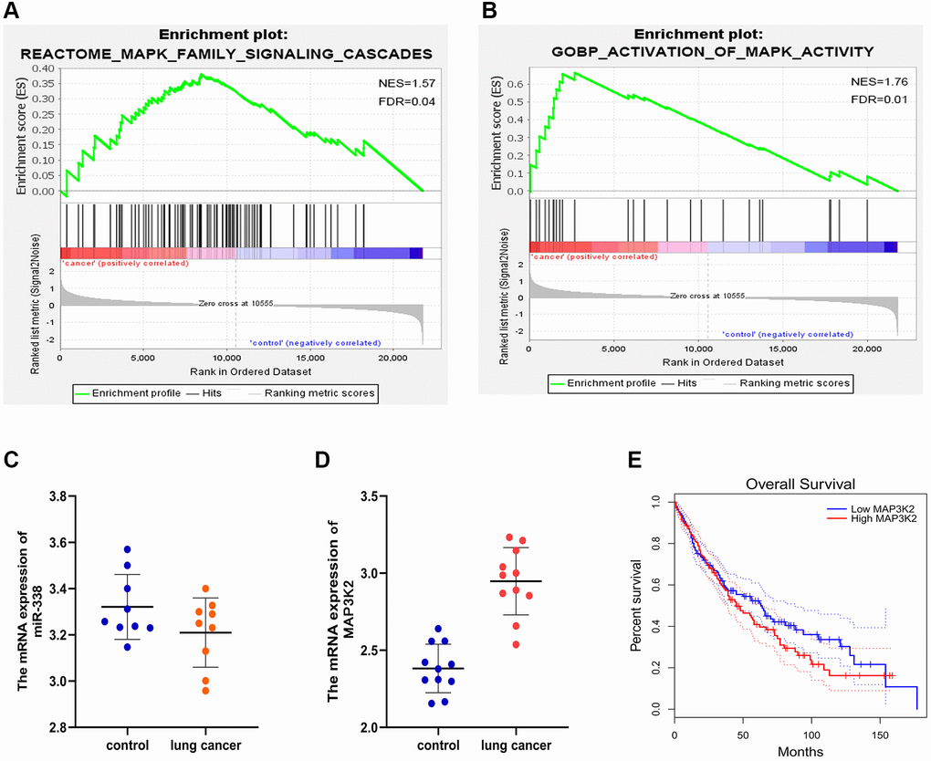 GSEA and target gene statistical analysis. (A, B) GSEA. (C, D) Expressions of miR-338-3p and MAP3K2 in lung cancer. (E) Survival curves.