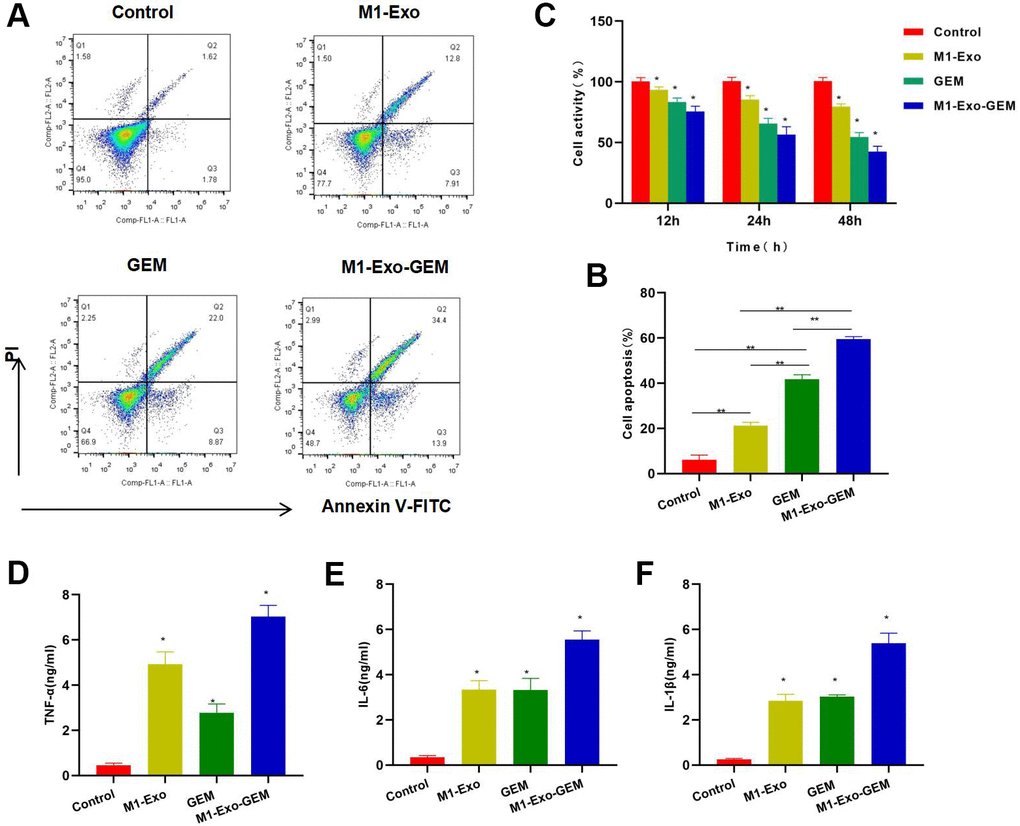 Cytotoxicity of M1-Exo-GEM against MB49. (A, B) FCM found that M1-Exo and GEM could induce apoptosis, and M1-Exo-GEM could further increase the apoptosis rate significantly than M1-Exo and GEM, **PC) Cell viability assay revealed that M1-Exo and GEM could inhibit cell viability in a time-dependent manner. In M1-Exo-GEM group, the cell viability was further reduced, which was lower than that in M1-Exo and GEM groups, *PD–F) In the inflammatory cytokine detection, M1-Exo and GEM could promote the expressions of TNF-α, IL-6 and IL-1β, as manifested by significantly higher levels than those in the Control group, while the M1-Exo-GEM group exhibited higher levels of inflammatory cytokines than those in the M1-Exo and GEM groups. *P