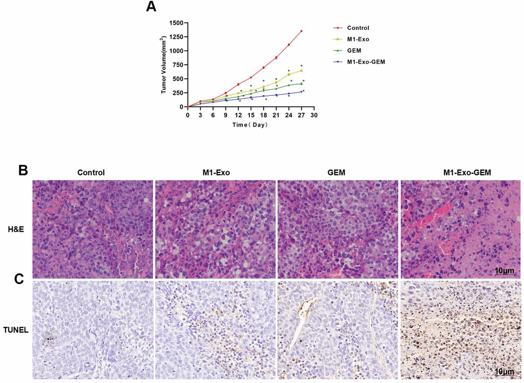 Effect of M1-Exo-GEM on tumor-bearing mice. (A) M1-Exo-GEM could inhibit the tumor growth, as manifested by significantly lower tumor volume than that in the M1-Exo and GEM groups. *PB) In H&E staining, obvious inflammation and edema-like lesions appeared in the M1-Exo and GEM groups, as well as damage of tissues. In the M1-Exo-GEM group, tissue necrosis occurred, and tumor cells were obviously damaged. (C) In TUNEL staining, no apparently damaged cells were found in the Control group, which were TUNEL-negative. Obvious cell damage occurred in the M1-Exo and GEM groups. M1-Exo-GEM group exhibited significantly higher number of TUNEL-positive cells than that in the M1-Exo and GEM groups.