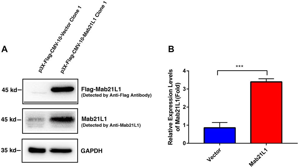 MAB21L1 promotes survival of lens epithelial cells through control 