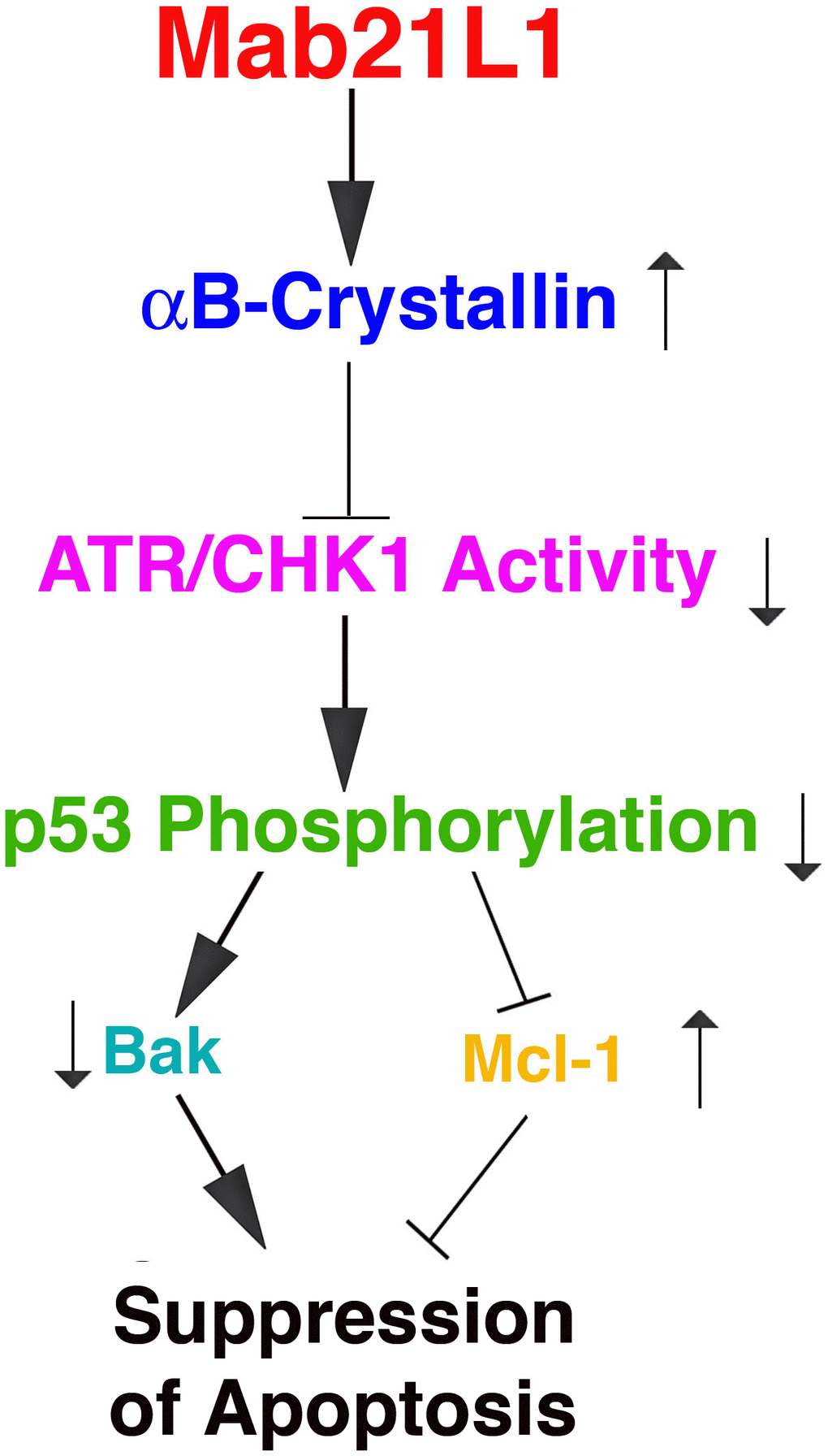 Diagram to show the mechanism mediating Mab21L1 promotion of survival of lens epithelial cells. Mab21L1 promotes survival of lens epithelial cells through upregulation of αB-crystallin to suppress the ATR/CHK1/p53 pathway and thus downregulate Bak expression but enhance Mcl-1 expression. As a result, MAB21L1 can suppress stress (okadaic acid or UVA)-induced apoptosis.