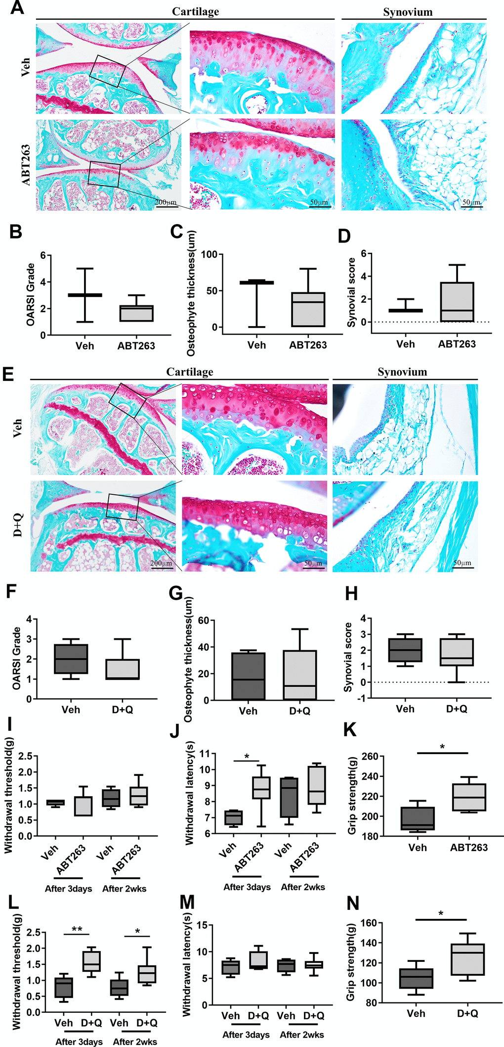 ABT263 and D+Q alleviate joint pain but do not affect cartilage degeneration during spontaneous OA progression. (A) Representative images of Safranin-O in the articular cartilage (left panel), higher magnification of the boxed regions (middle panel), and Safranin-O images of the synovium (right panel) of ABT263 and Veh-treated 21 to 22-month-old mice joints. (B) OARSI grade assessed by Safranin-O staining images in the medial tibial plateau, (C) osteophyte thickness of tibial articular cartilage, and (D) Krenn-synovitis score of ABT263 or Veh-treated aged mice (n = 3 mice for Veh, n = 6 mice for ABT263). (E) Representative images of Safranin-O staining in D+Q or Veh treated 21 to 22-month-old mice. Quantitative analysis of (F) OARSI grade, (G) osteophyte length, and (H) Krenn-synovitis score in the D+Q or Veh-treated aged mice (n = 4 for Veh, n = 8 for D+Q). (I) Von-Frey test to assess mechanical allodynia of the hind paws, (J) thermal hyperalgesia by Hargreaves apparatus, and (K) grip strength on day 3 and week 2 after the last dose of ABT263 treatment (n = 4 for Veh, n = 7 for ABT263). (L) Von-Frey test, (M) thermal hyperalgesia by Hargreaves apparatus, and (N) grip strength on day 3 and week 2 after the last dose of D+Q treatment (n = 5 for Veh, n = 8 for ABT263). Whisker plots represent the 10th and 90th percentiles, and the line corresponds to the median. * p 
