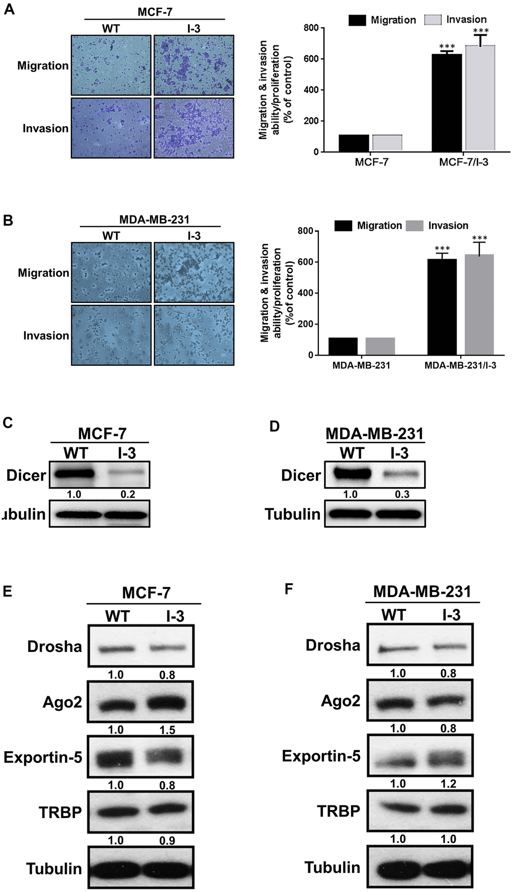 Dicer is significantly downregulated in highly invasive breast cancer cells. (A, B) A panel of highly invasive breast cancer (MCF-7/I-3 and MDA-MB-231/I-3) cells was established, and their migration and invasion abilities were evaluated by performing cell migration and invasion assays, respectively. (C, D) The protein expression levels of Dicer in highly invasive cells (MCF-7/I-3 and MDA-MB-231/I-3) and parental cells (MCF-7 and MDA-MB-231). (E, F) Analysis of miRNA biogenesis–related protein expression levels in highly invasive cells (MCF-7/I-3 and MDA-MB-231/I-3) cells compared with those in parental cells (MCF-7 and MDA-MB-231) through Western blotting. Data are presented as the mean ± standard error mean of three independent experiments. ***P 