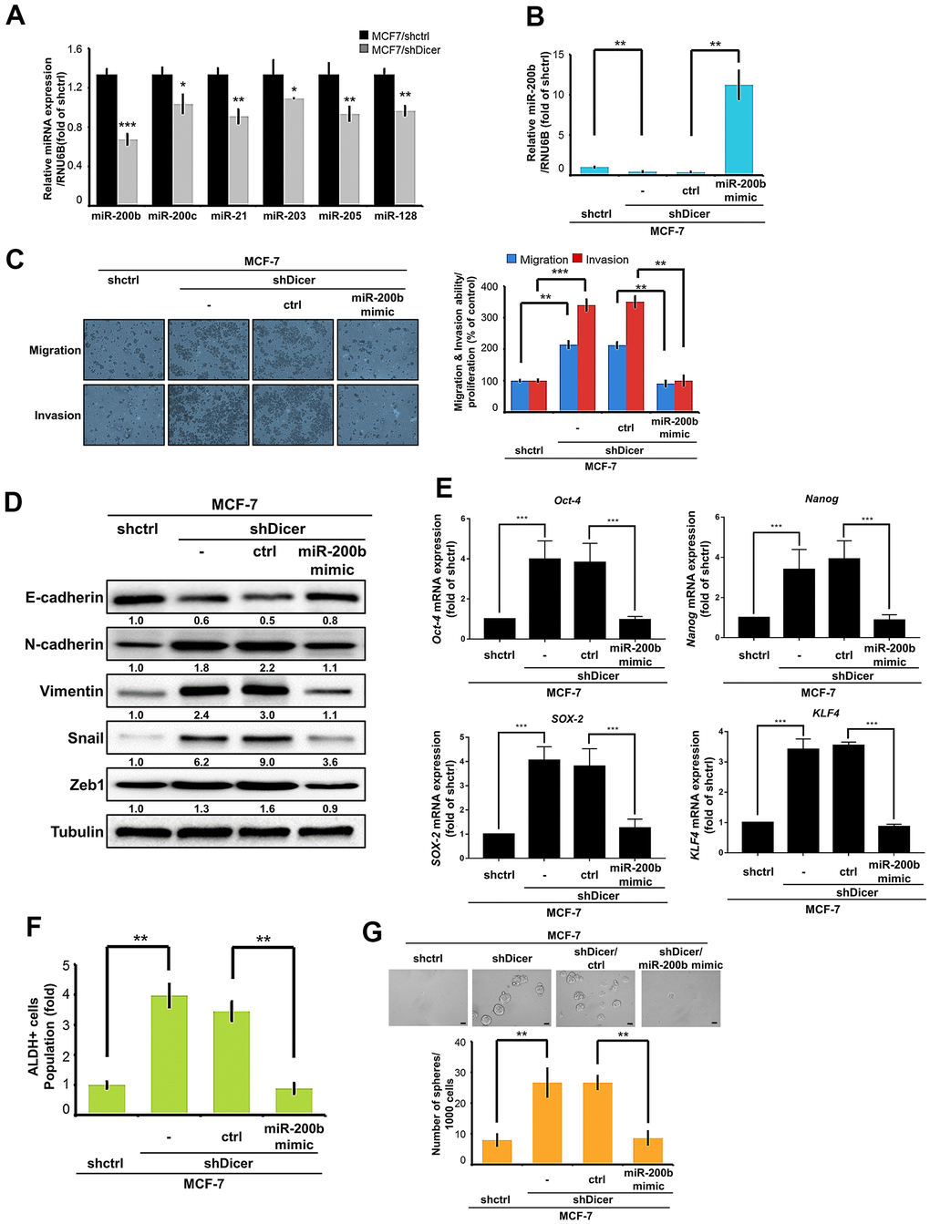 miR-200b is involved in Dicer-mediated cell migration/invasion, and CSCs properties of breast cancer cells. (A) Analysis of miR-200b, miR-200c, miR-21, miR-203, miR-205, and miR-128 in MCF-7/shDicer cells compared with MCF-7 cells through quantitative real-time polymerase chain reaction (qRT-PCR). (B) qRT-PCR analysis was performed to detect miR-200b levels in the MCF-7/shDicer cells transfected with a miR-200b mimic. (C) The migration and invasion of the indicated cells were examined using the cell migration and invasion assays, respectively. (D) The protein expression levels of E-cadherin, N-cadherin, Vimentin, Snail, and Zeb1 were analyzed through Western blot. (E) The expression levels of Oct-4, Nanog, SOX-2, and KLF4 mRNA were analyzed through qRT-PCR. (F) Analysis of ALDH activity to determine the subpopulation of CSCs properties of the present cells. (G) Sphere formation was examined to measure the self-renewal ability of MCF-7 cells with Dicer knockdown and miR-200b overexpression. Data are presented as the mean ± standard error mean of three independent experiments. *P 