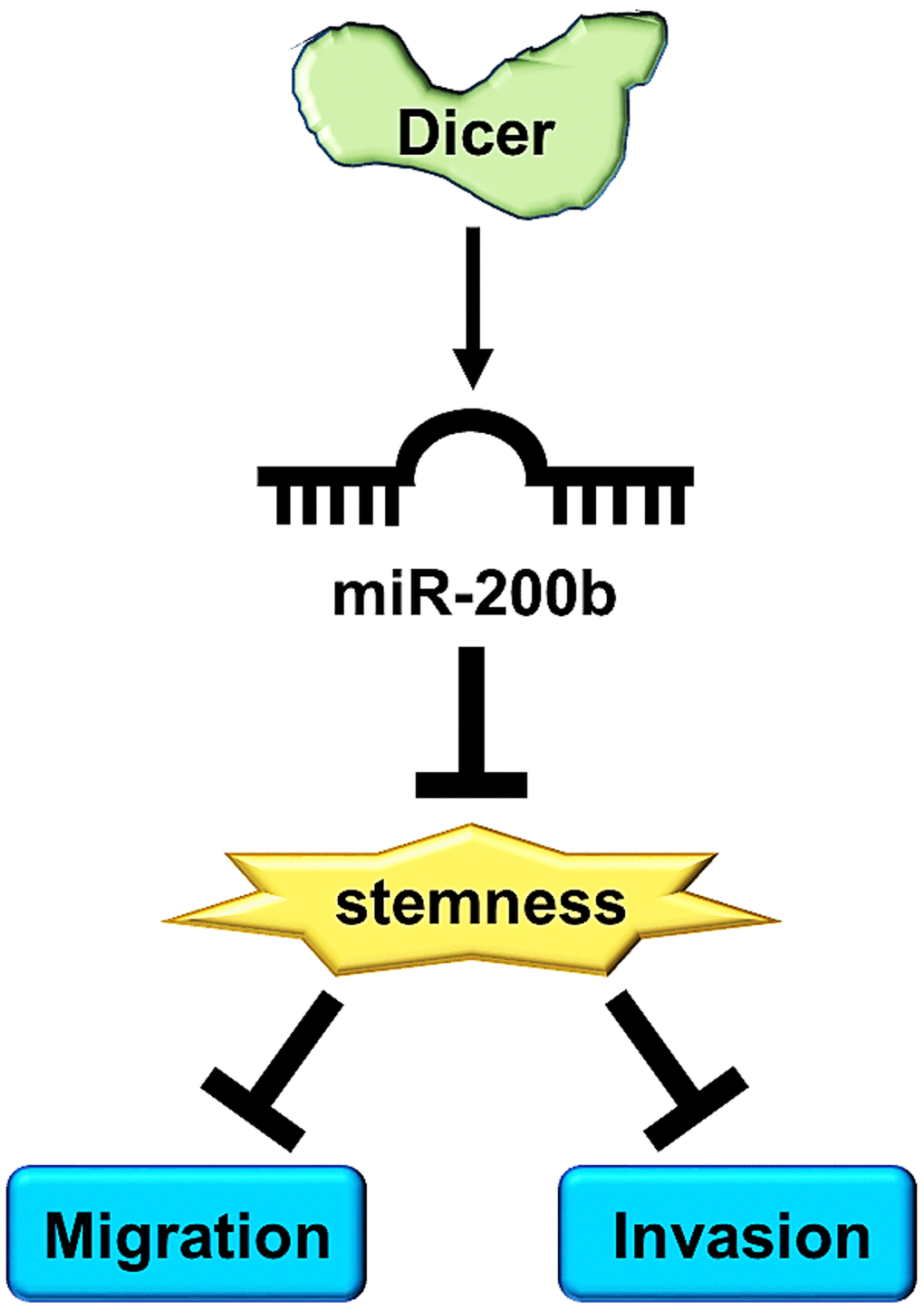 A schematic diagram illustrates that Dicer mediates the cell migration/invasion, and CSCs properties of breast cancer through miR-200b regulation.