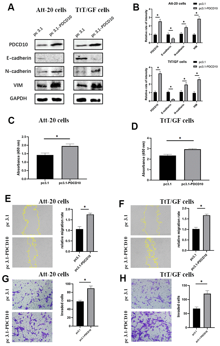 Overexpression of PDCD10 promotes the proliferation, migration, invasion and EMT of PA cells. (A, B) Western blotting was performed to detect the impact of PDCD10 overexpression on the expression levels of EMT markers in Att-20 cells and TtT/GF cells. Band intensities were quantified and normalized to GAPDH. (C, D) CCK-8 assay was used to assess cell proliferation potential after PDCD10 overexpression in Att-20 and TtT/GF cells. (E, F) Scratch assay was employed to examine the relative migration rates of Att-20 and TtT/GF cells after PDCD10 overexpression (magnification:100x). (G, H) Transwell invasion assay was used to detect the invasion potential of Att-20 and TtT/GF cells after PDCD10 overexpression (magnification: 200x). * P 