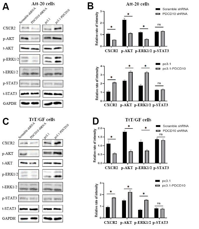 PDCD10 alters the protein expression level of CXCR2 and regulates the activation of downstream AKT/ERK signal pathways. (A, B) Western blotting was used to detect the expression level of CXCR2 and phosphorylation level of AKT, ERK1/2 and STAT3 in Att-20 cells after PDCD10 silencing or overexpression. Band intensities were quantified and normalized to GAPDH. * P C, D) In TtT/GF cells, western blotting was performed to examine the expression level of CXCR2 and phosphorylation level of AKT, ERK1/2 and STAT3 after PDCD10 silencing or overexpression. Band intensities were quantified and normalized to GAPDH. * P 