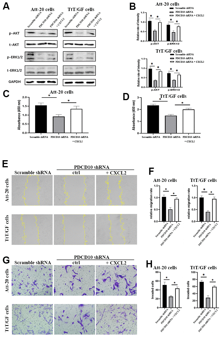 Activation of CXCR2 rescues the inactivation of AKT/ERK signaling and the tumor-suppressive effects induced by PDCD10 silencing. (A, B) Western blotting was performed to examine the phosphorylation levels of AKT and ERK1/2 after recombinant CXCL2 administration (200ng/ml) in Att-20 and TtT/GF cells with PDCD10 silencing. (C, D) CCK-8 assay was used to evaluate cell proliferation potential after CXCL2 administration in Att-20 and TtT/GF cells with PDCD10 silencing. (E, F) Relative migration rate of ATT-20 and TtT/GF cells with PDCD10 silencing was analyzed by scratch assay after CXCL2 administration (magnification: 100x). (G, H) Transwell invasion assay was employed to assess the invasion capacity of Att-20 and TtT/GF cells with PDCD10 silencing after CXCL2 administration (magnification: 200x). * P 