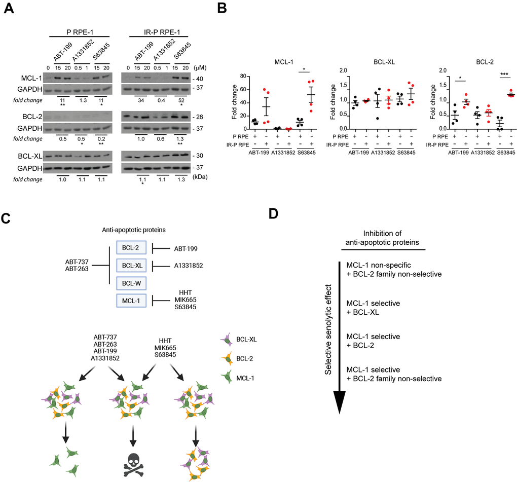 Analysis of the expression levels of the anti-apoptotic proteins in the cell populations resistant to ABT-199, A1331852, and S63845. (A) Immunoblotting analysis of MCL-1, BCL-2, and BCL-XL anti-apoptotic protein levels in proliferating (P) and IR-induced senescent (IR-P RPE) cells after treatment with ABT-199, A1331852, and S63845. (B) The quantitative analysis of immunoblots (presented in A) comparing the fold-change of anti-apoptotic protein levels in treatment-surviving populations between proliferating and senescent cells. Two independent experiments were analyzed. The mean ± SD is shown. All statistical analyses were carried out using the two-tailed Student's t-test; *, P > 0.05; **, P C) BCL-2 protein family targets of inhibitors analyzed (upper panel). Schematic representation of the mechanism of synergy among BH3 mimetics and MCL-1 inhibitors (lower panel). (D) Inhibitor combinations arranged according to the effectiveness of the selective senolytic effect.