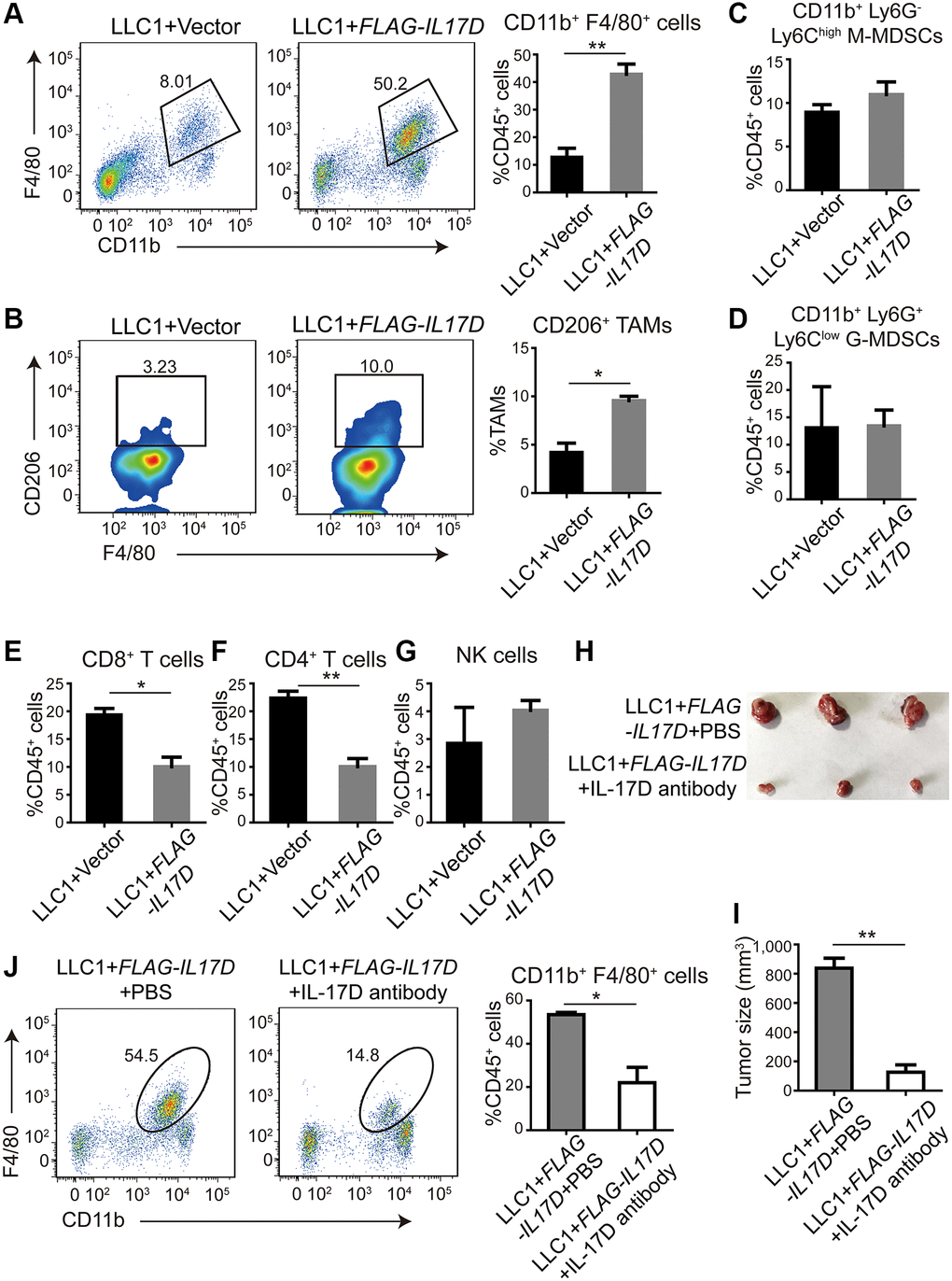 IL-17D promotes infiltration of tumor-associated macrophages (TAMs). (A) Representative flow cytometry profiles and percentages of TAMs in CD45+ TILs in subcutaneous tumors (n = 3). Mean ± SD. **P B) Representative flow cytometry profiles and percentages of CD206+ cells in CD11b+ F4/80+ cell populations in subcutaneous tumors (n = 2). Mean ± SD. *P C and D) Flow cytometric analysis and quantification of M-MDSCs (C) and G-MDSCs (D) in CD45+ TILs in subcutaneous tumors (n = 3). Mean ± SD. (E, F) Flow cytometric analysis and quantification of CD8+ T cells (E) and CD4+ T cells (F) in CD45+ TILs in subcutaneous tumors (n = 3). Mean ± SD. *P **P G) Flow cytometric analysis and quantification of NK cells in CD45+ TILs in subcutaneous tumors (n = 3). Mean ± SD. (H) Images of subcutaneous tumors. (I) Subcutaneous tumor size was measured and compared. **P J) Representative flow cytometry profiles and percentages of TAMs in CD45+ TILs in subcutaneous tumors (n = 2). Mean ± SD. *P 