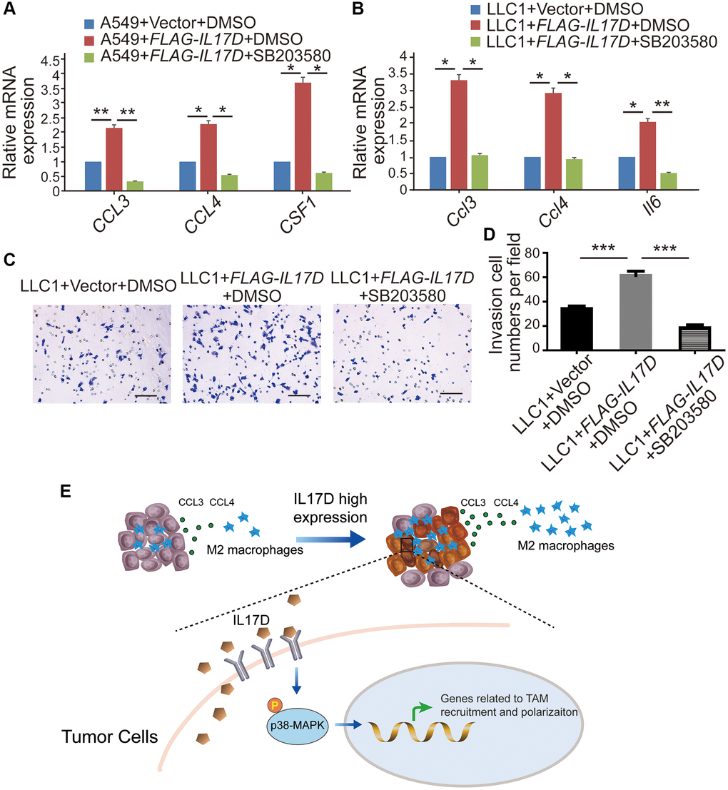 IL-17D promotes TAM infiltration via the p38 MAPK signaling pathway in lung cancer. (A and B) The relative mRNA levels of genes related to macrophages recruitment and polarization were measured via quantitative real-time polymerase chain reaction. RNA was purified from A549 cells expressing IL-17D treated with SB203580, IL-17D treated with DMSO, or empty vector treated with DMSO (A). RNA was purified from LLC1 cells expressing IL-17D treated with SB203580, IL-17D treated with DMSO, or empty vector treated with DMSO (B). Mean ± SD. *P **P C) Representative images of recruited macrophages. Scale bars, 100 μm. (D) Quantification of recruited macrophages. Mean ± SD. ***P E) Proposed model for mechanism of IL-17D inducing TAMs infiltration into the TME. High expression of IL-17D in lung cancer cells activates p38 MAPK signaling pathway through binding to receptor complexes of lung cancer cells, which upregulates TAM recruitment– and polarization–related genes expression and promotes infiltration of TAMs in lung cancer.