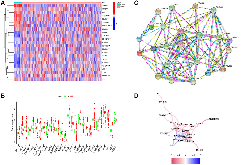 Differentially expressed genes (DEGs) related to mitophagy were identified between cancer and normal tissue. (A) Heatmap of mitophagy-related genes (MRGs) expression profiles. (B) Boxplots of the expression of DEGs. (C) Protein-protein interaction (PPI) network of DEGs. (D) Correlation network of DEGs. Red represents positive correlations while blue represents negative correlations. *p **p ***p 