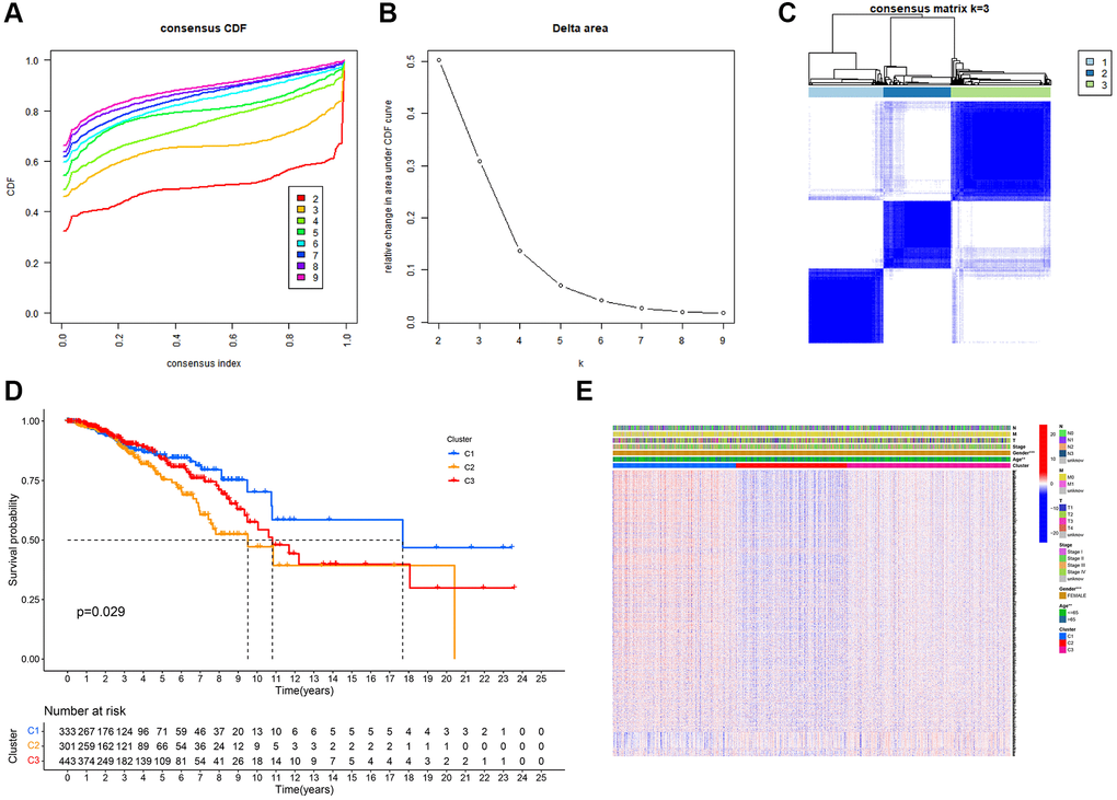 Tumor classification based on mitophagy-related genes (MRGs). (A) Cumulative distribution function (CDF) curves. (B) Delta area curve of consensus clustering. (C) Consensus clustering matrix. (D) Kaplan–Meier (K–M) survival analysis of the three subgroups. (E) Heatmap of DEG expression profiles in three subgroups.