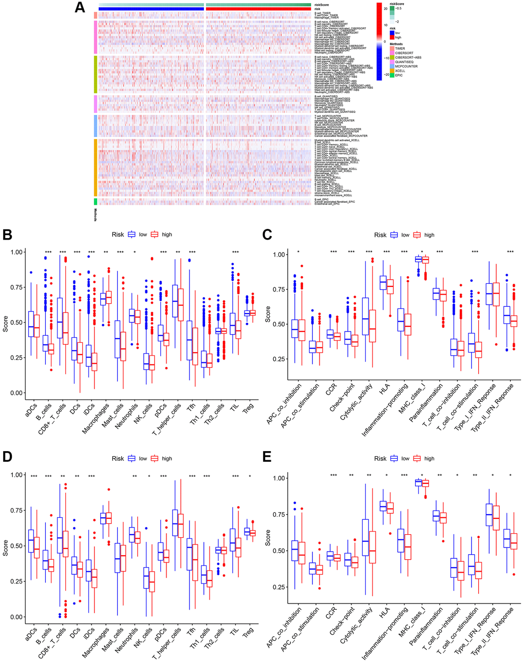 Analysis of immune cell infiltration. (A) Heatmap of immune cell infiltration. (B) Boxplot of immune cell infiltration in TCGA cohort. (C) Boxplot of immune function in TCGA cohort. (D) Boxplot of immune cell infiltration in GSE20685. (E) Boxplot of immune function in GSE20685.
