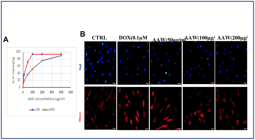 Effect of Artemisia argyi water extract (AAW) on mitochondrial ROS in doxorubicin induced senescent ADMSCs. (A) Results of DPPH assay showed Artemisia argyi water extracts has a promising free radical scavenging activity. The experiment was repeated three times. (B) Artemisia argyi water extract reduce Doxorubicin induced generation of mitochondrial superoxide dose dependently in hADMSC. Doxorubicin induced hADMSC cells treated with Artemisia argyi water extract (50, 100, 200 μg/ml) then analyzed for mitochondrial superoxide generation by fluorescence microscopy using MitoSOX Red.