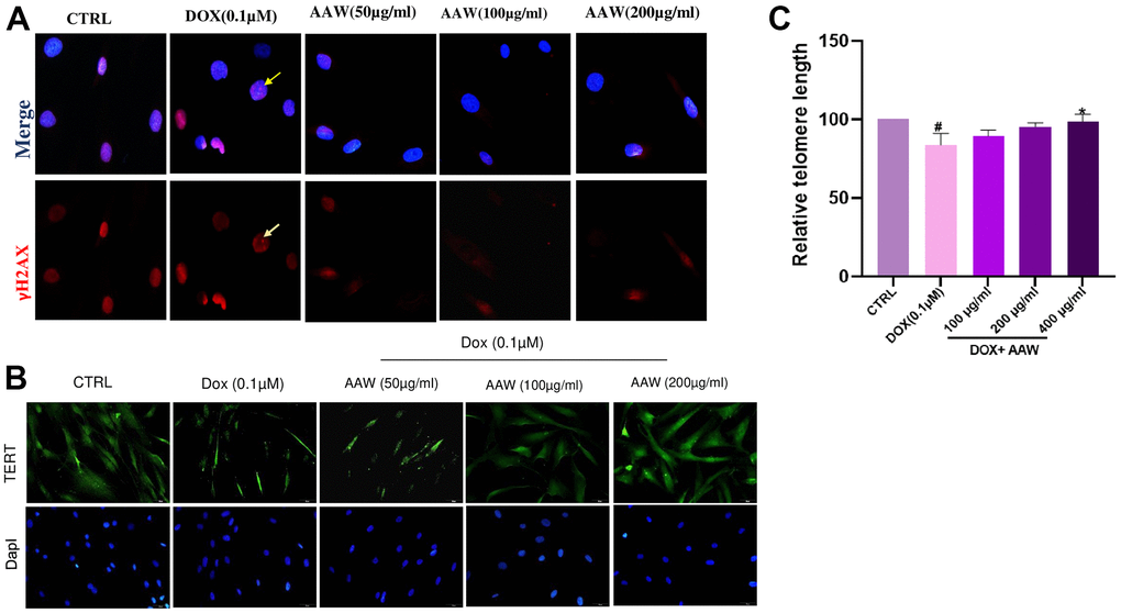 Protective effect of Artemisia argyi water extract (AAW) against DNA damage and telomere shortening in doxorubicin induced hADMSC. (A) DNA damage repair ability of Artemisia argyi water extract was determined by using γ-H2AX assay. Double stranded breaks (DSB) foci (Red; marked with yellow arrow) was observed in Doxorubicin induced senescent hADMSC. Artemisia argyi water extract has repaired the DSB foci. (B) The depleted expression of TERT (Green) was restored by Artemisia argyi water extract. (C) Telomere length analysis was performed using qPCR. Average relative telomere length shown as T/S ratios in doxorubicin induced senescent hADMSC before and after treatment with Artemisia argyi water extract (AAW) and compared with untreated control; T : Target(Telomere); S : Single copy gene (hbg). #PP