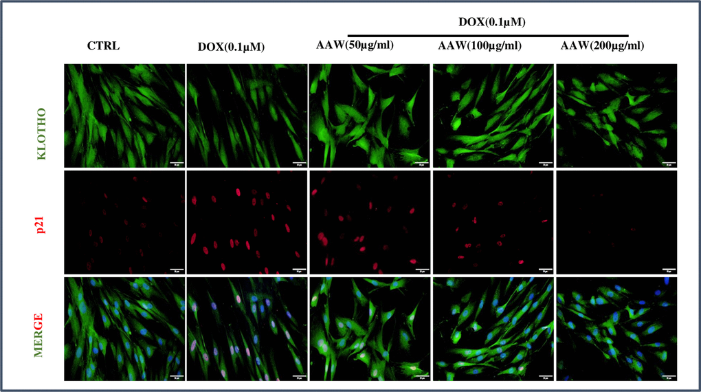 Immunofluorescence. Doxorubicin induced hADMSC cells were treated with different concentrations of Artemisia argyi water extract (50, 100 and 200 μg/ml) for 24 hours and were stained with anti-Klotho (green) and anti-p21 (red). The nuclear translocation of p21 induced by doxorubicin was blocked by Artemisia argyi (AAW) water extract dose dependently. Reduction of Klotho expression due to doxorubicin was also successfully replenished by AAW.
