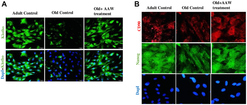 Effect of Artemisia argyi water extract (AAW) on rat adipose stem cells. Immunocytochemistry was performed to analyze the expression of (A) Klotho, (B) CD90 and Nanog. Adipose stem cells isolated from aged and adult rats were stained with anti-Klotho (green) antibodies, anti-CD90 (red) and anti-Nanog (green). Klotho, CD90 and Nanog expression has improved in AAW treated group.