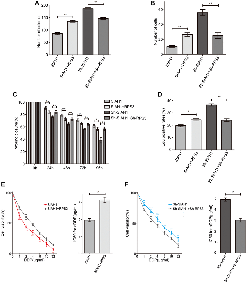 SIAH1 down-regulates the protein level of RPS3. A2780 cells were separately transfected with SIAH1, RPS3, sh-SIAH1 or sh-RPS3 for 48 h, the number of Cell Colonies was determined (A), the cell number from the Transwell assay was obtained (B), the Wound closure percentage was calculated (0, 24, 48, 72 and 96 h) (C), and the Edu positive rates (D), cell viability (E, F left panels), and IC50 for cDDP (E, F right panels) were measured. *p **p ***p 